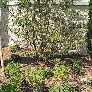 arbusti 1 giardino andreola soligo pieve