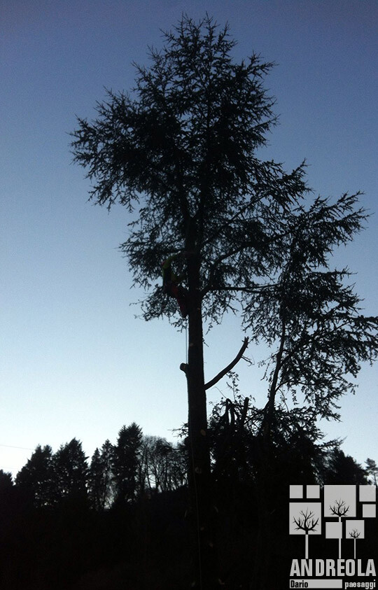 potatura alberi grandi dimensioni andreola soligo