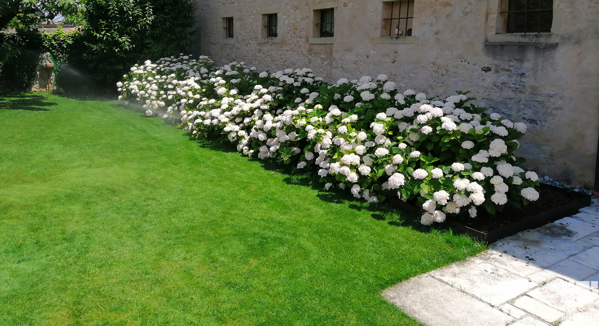 ortensie piante vivaio andreola farra soligo