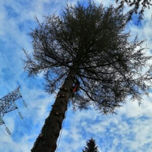 tree climbing 1 andreola pieve soligo